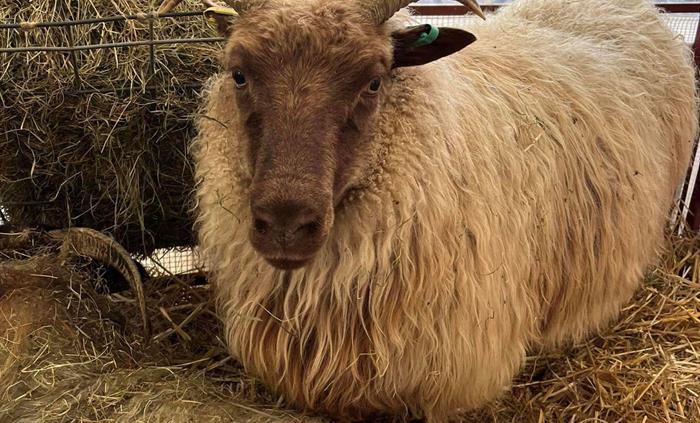 Credit: Llandovery Sheep Festival